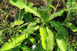 Resep Olahan Daun Tempayung dan Khasiatnya untuk Kesehatan