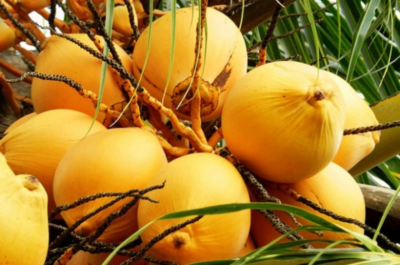 Perbanyak konsumsi Kelapa Si Buah Seribu Manfaat