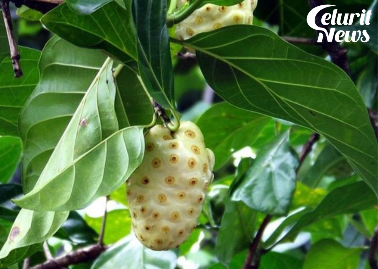 Cara Mengolah dan Manfaat Rebusan Buah Mengkudu untuk Kesehatan