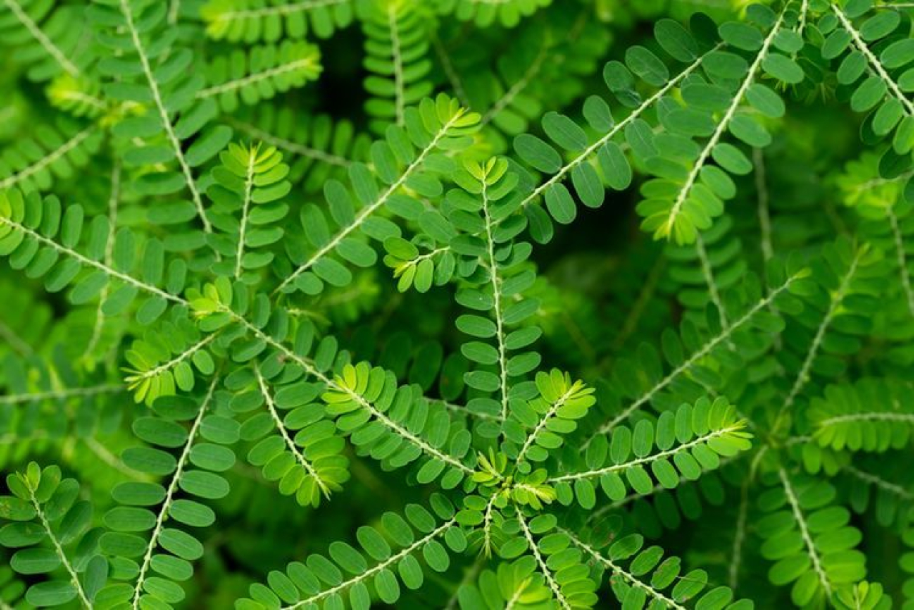 Khasiat dan Resep Ramuan Daun Meniran, Herbal Kecil Penuh Manfaat