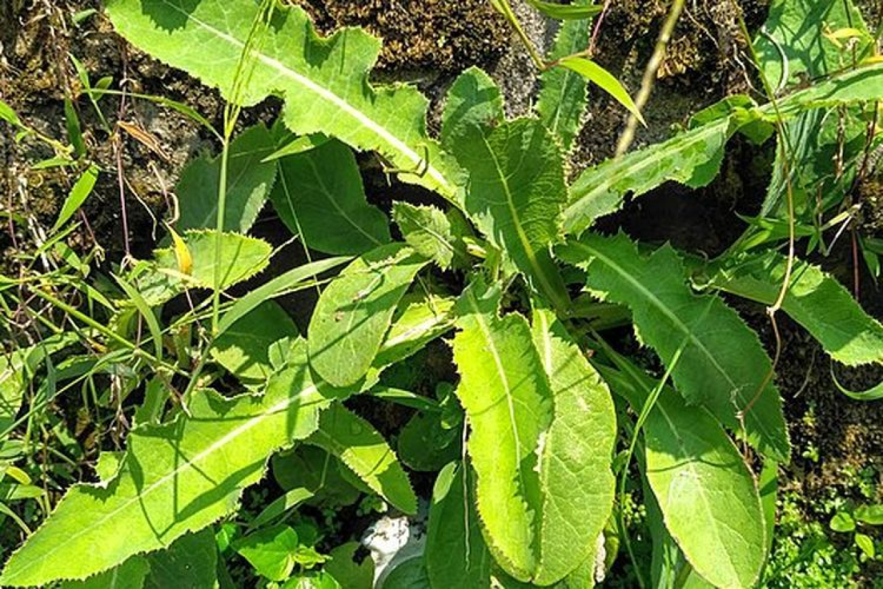 Resep Olahan Daun Tempayung dan Khasiatnya untuk Kesehatan