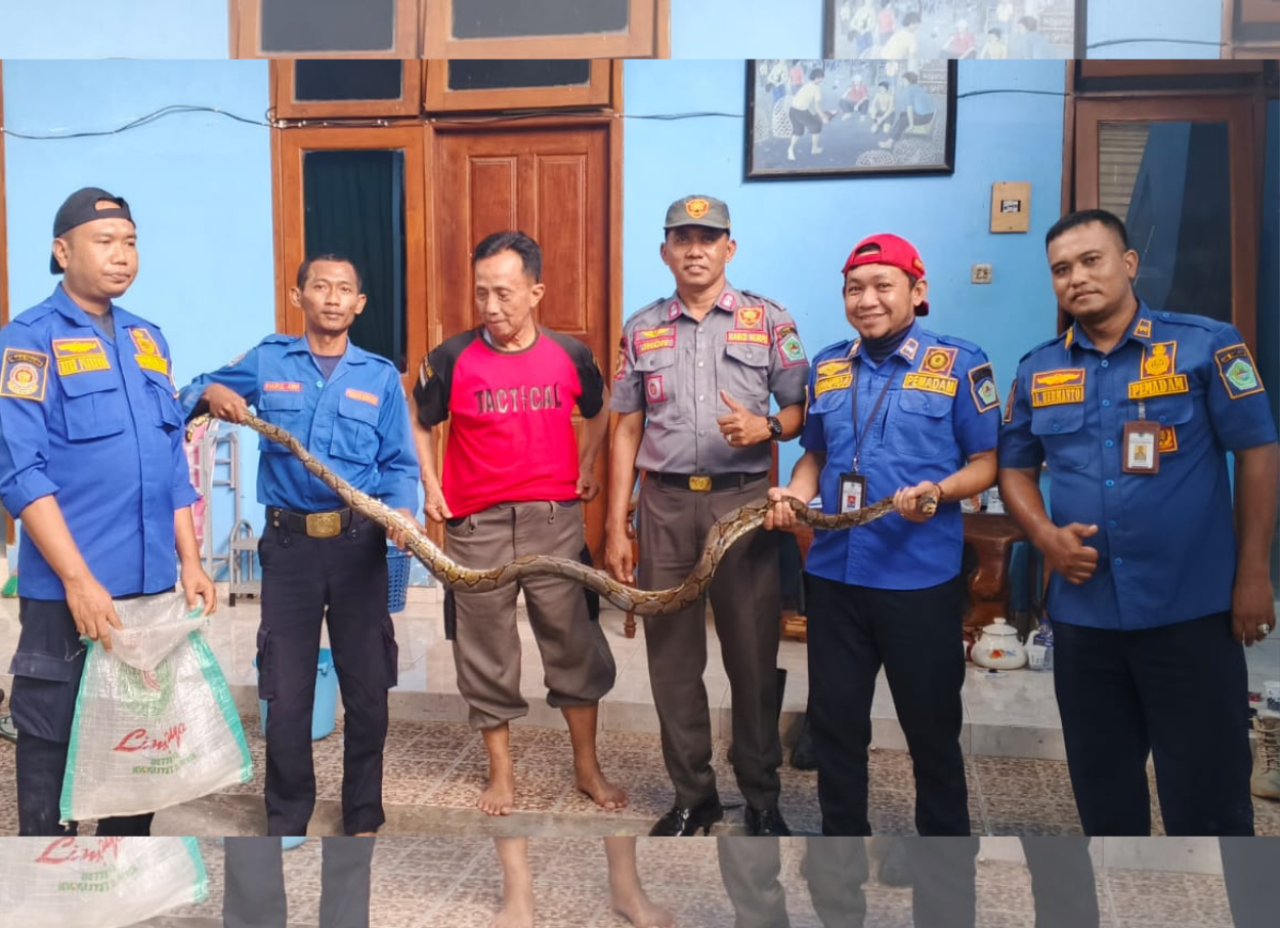 Panik! Ular Sanca Sepanjang 3 Meter Nyangkut di Saluran Kamar Mandi Warga Pamekasan
