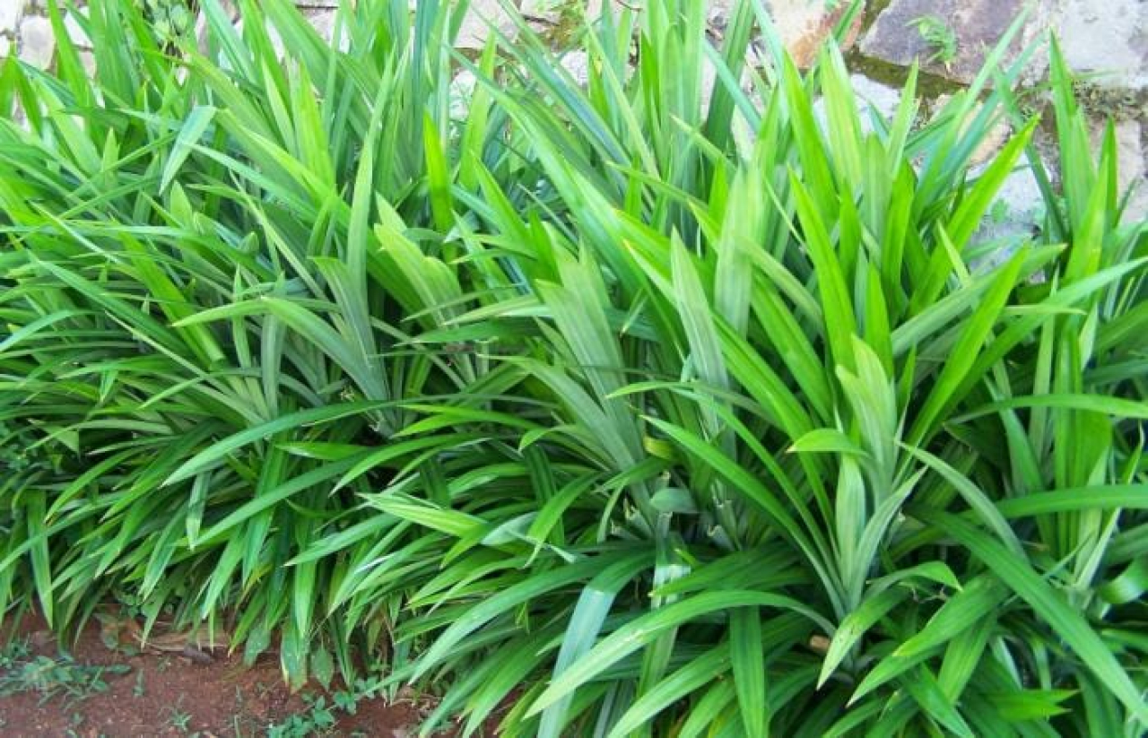 Tak Hanya Wewangian, Daun Pandan Punya Banyak Manfaat Kesehatan
