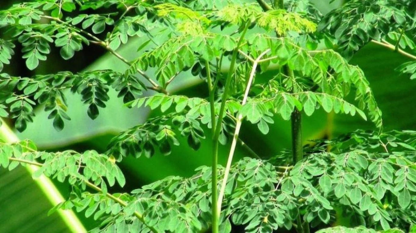 "Resep Sop Daun Kelor " Hangat, Nimmat , dan Kaya Memfaat