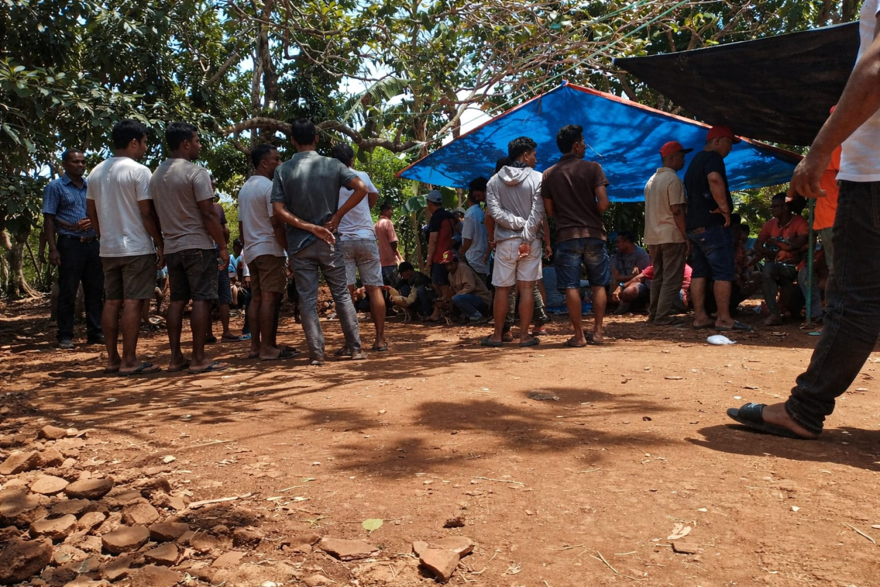 Diduga Marak Judi Sabung Ayam di Sokobanah Sampang, Warga Tamberu Daya Resah, Polisi Klaim Belum Terima Laporan